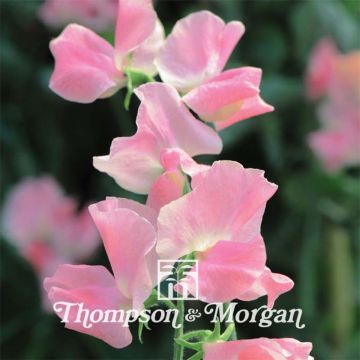 Tuoksuherne Tickled Pink (siemenet)