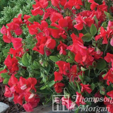 Tuoksuherne Villa Roma Scarlet (siemenet)