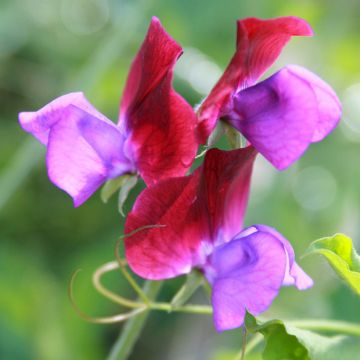 Tuoksuherne Bicolour Purple Pimpernel (siemenet)