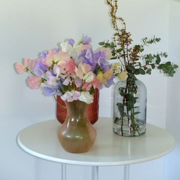 Tuoksuherne Spring Sunshine "Above the Clouds" Mix (siemenet)