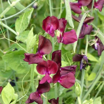 Tuoksuherne Sunshine Burgundy (siemenet)