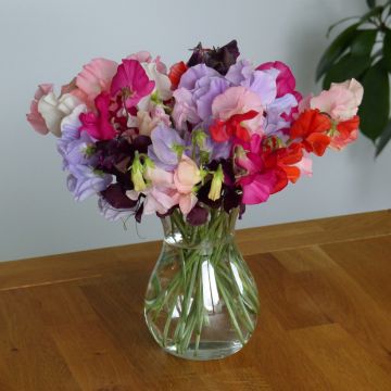 Tuoksuherne Spring Sunshine Formula Mix (siemenet)