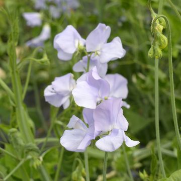 Tuoksuherne Spring Sunshine Light Blue (siemenet)