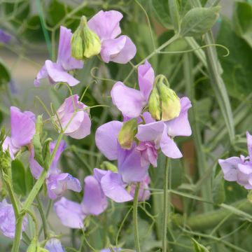 Tuoksuherne Spring Sunshine Lilac (siemenet)