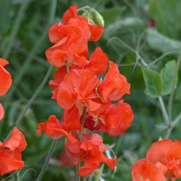 Tuoksuherne Spring Sunshine Orange (siemenet)