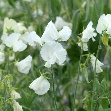 Tuoksuherne Spring Sunshine White (siemenet)