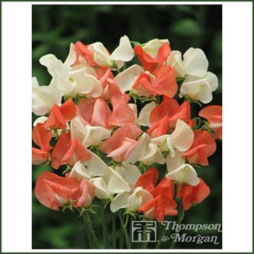 Tuoksuherne Tangerine Cream (siemenet)