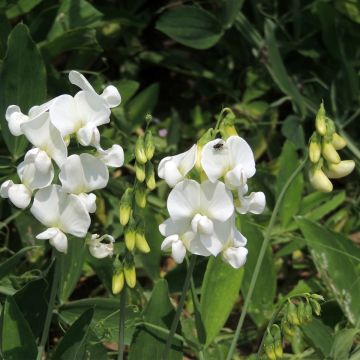 Ruusunätkelmä White Pearl (siemenet)