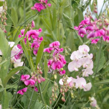 Ruusunätkelmä (siemenet) - Lathyrus latifolius