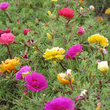 Koristeportulakka (siemenet) - Portulaca grandiflora