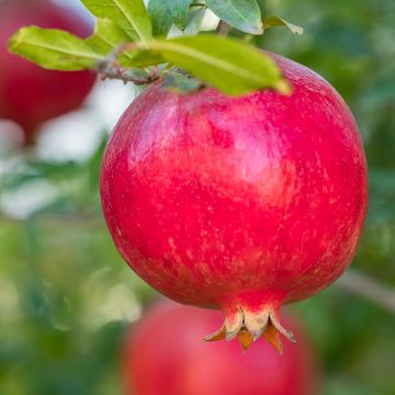 Granaattiomena (siemenet) - Punica granatum