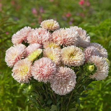 Kiinanasteri King Size Apricot (siemenet)