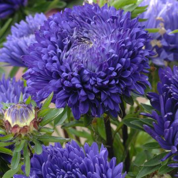 Kiinanasteri King Size Mid-Blue (siemenet)