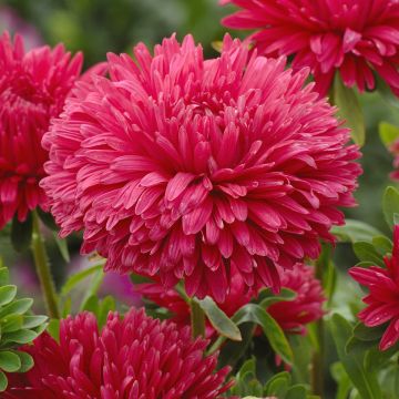 Kiinanasteri King Size Red (siemenet)