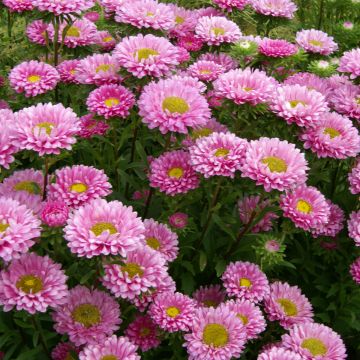 Kiinanasteri Matsumoto Pink luomu (siemenet)