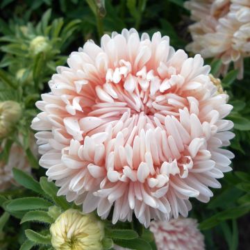Kiinanasteri Duchesse (siemenet)