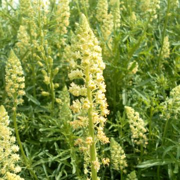 Värireseda (siemenet) - Reseda luteola