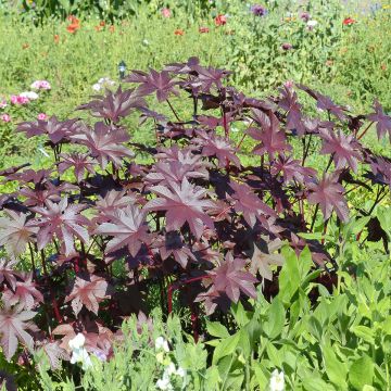 Risiini New Zealand Purple (siemenet)