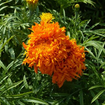 Isosamettikukka Fantastic Orange (siemenet) - Tagetes erecta