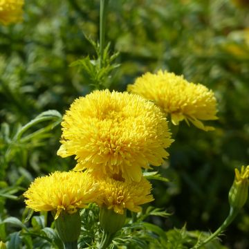Isosamettikukka Fantastic Yellow (siemenet) - Tagetes erecta