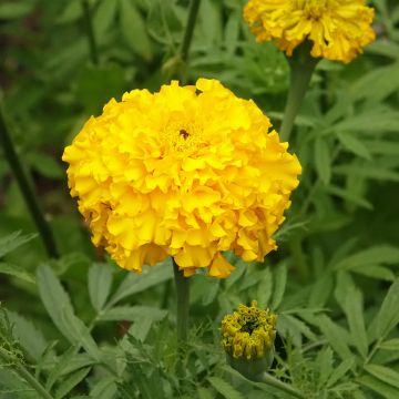 Isosamettikukka Lemon Mum (siemenet)