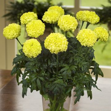 Isosamettikukka Nosento Limegreen (siemenet)