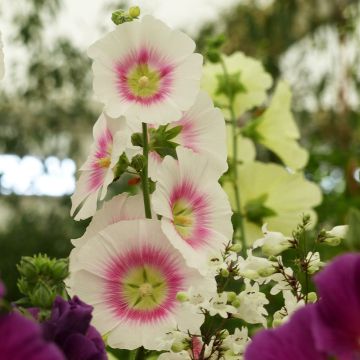 Tarhasalkoruusu Halo Blush (siemenet)