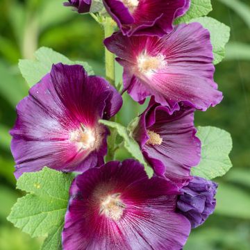 Tarhasalkoruusu Halo Lavender (siemenet)
