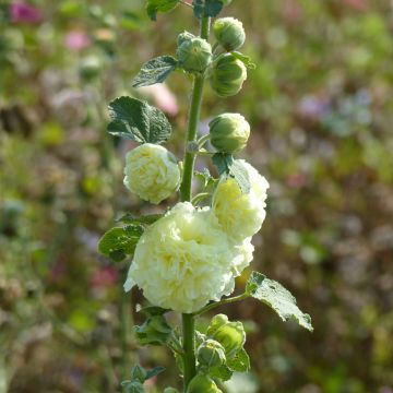 Tarhasalkoruusu Chater's Double Yellow (siemenet)