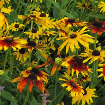 Päivänhattu Gloriosa Daisy (siemenet)