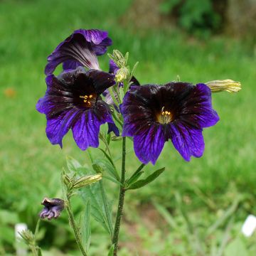 Torvikukka Kew Blue (siemenet)