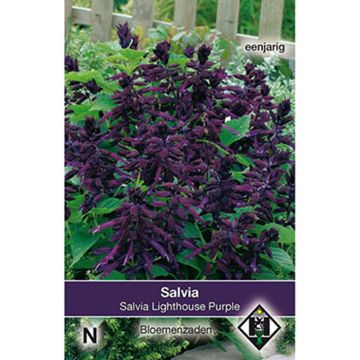 Tulisalvia Lighthouse Purple (siemenet)