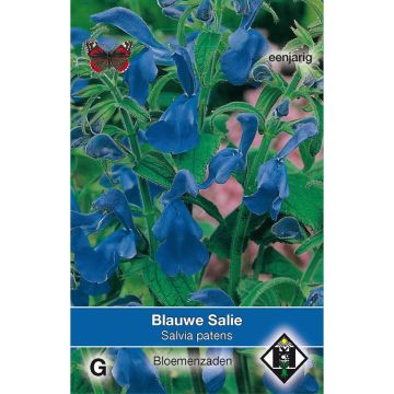 Sinisalvia (siemenet) - Salvia patens