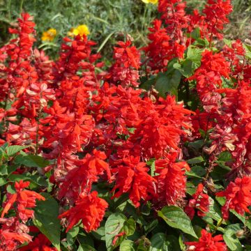 Tulisalvia Blaze Of Fire (siemenet)