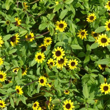 Huovinkukka Yellow (siemenet)