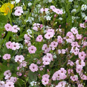 Toukokukka Pink Beauty luomu (siemenet)