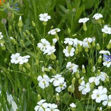 Toukokukka White Beauty (siemenet)