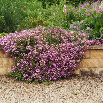 Kivikkosuopayrtti (siemenet) - Saponaria ocymoides