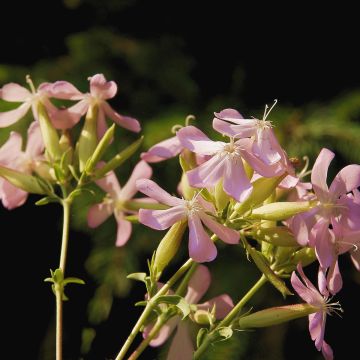Rohtosuopayrtti Graciella Pink (siemenet)