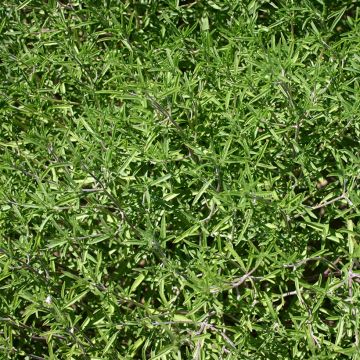Kesäkynteli luomu - Satureja hortensis