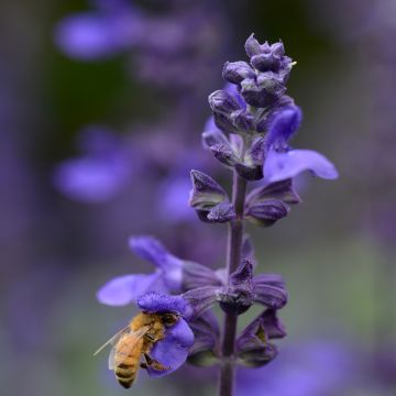 Härmesalvia Big Blue (siemenet)