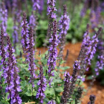 Lehtosalvia Dwarf Blue Queen (siemenet)