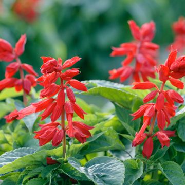 Tulisalvia Estella Red (siemenet)