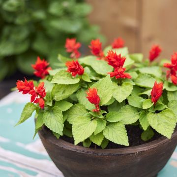 Tulisalvia Reddy Lime-leaved Red (siemenet)