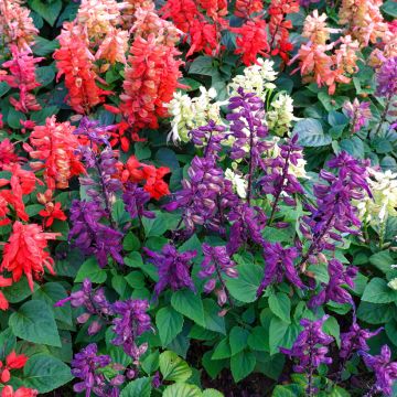 Tulisalvia Reddy Nero Mixture (siemenet)