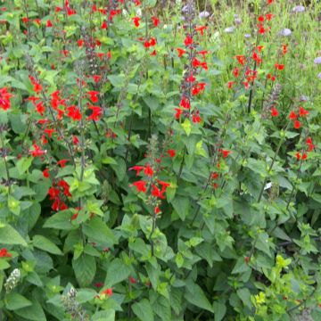 Punasalvia (siemenet) - Salvia coccinea