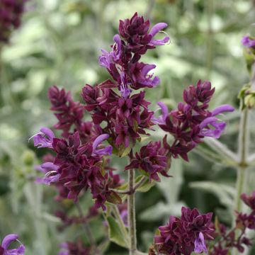 Keijunsalvia Lancelot (siemenet)