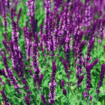 Lehtosalvia Rose Queen (siemenet)