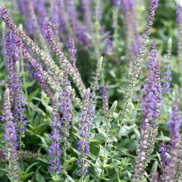 Lehtosalvia West Friesland (siemenet)