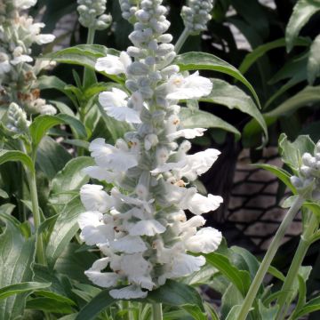 Härmesalvia Cirrus White (siemenet)